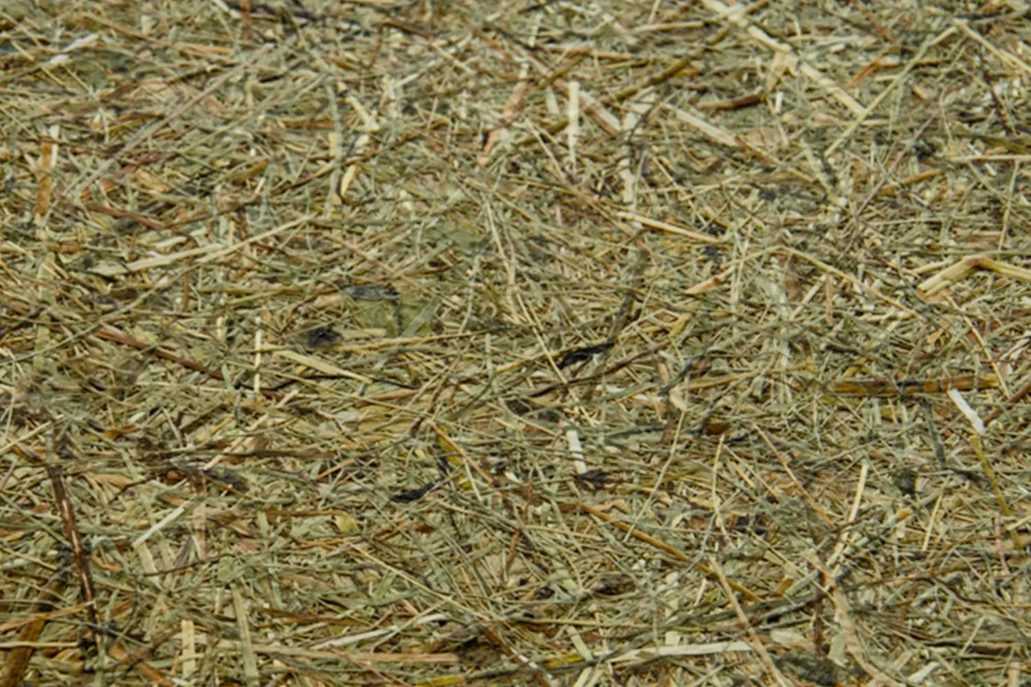 ALPINE SCENT CLASSIC