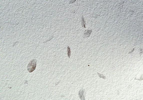 HANDMADE HYDRANGEA PAPER 3-49-608